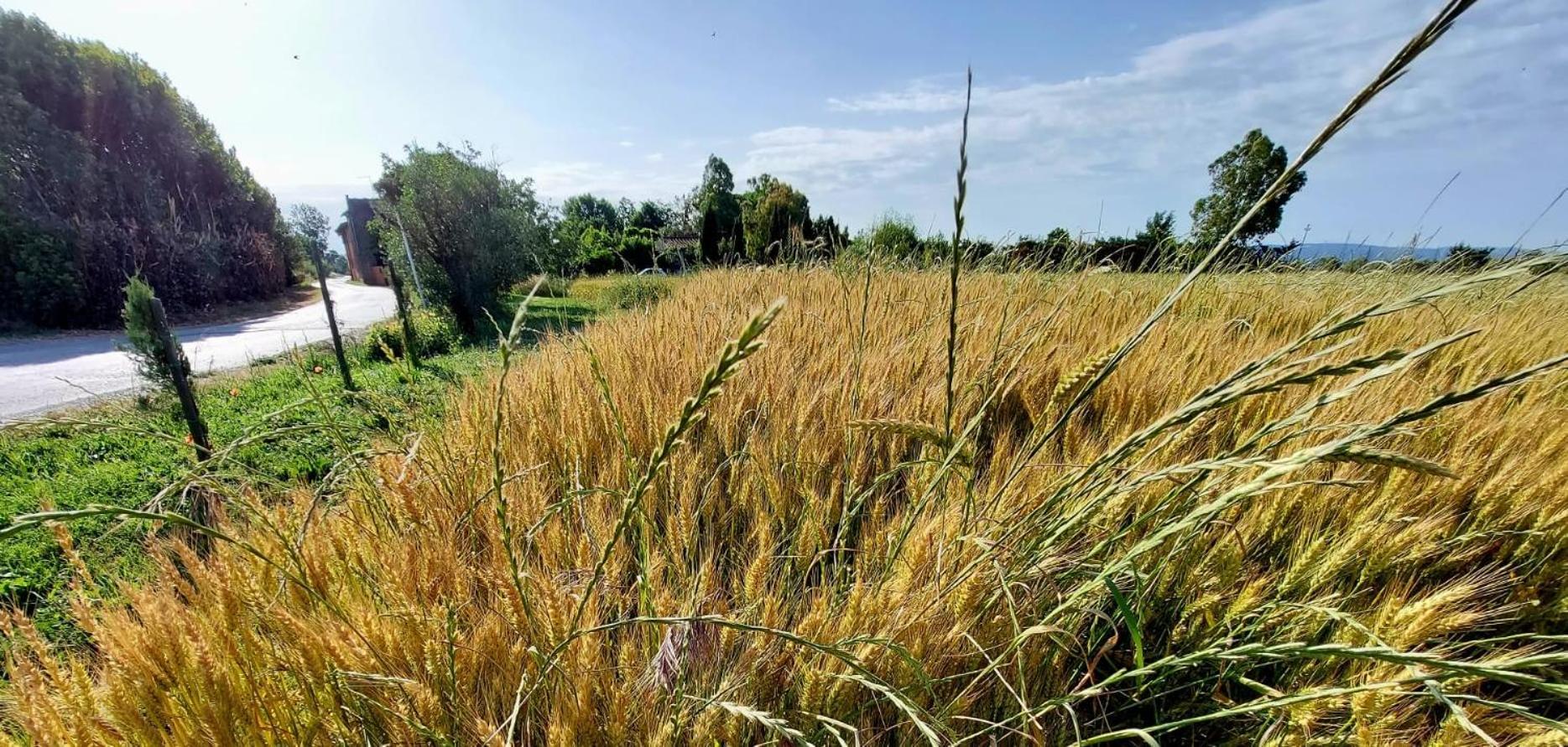 Il Cantuccio Cascina Exteriör bild